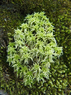 Sphaigne appartenant probablement à la section acutifolia