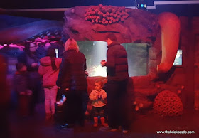 The Octopus Hideout sealife manchester