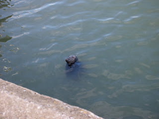 seal_howth_dublin