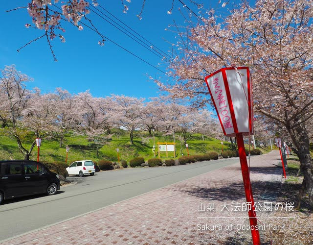 大法師公園の駐車場から見える桜