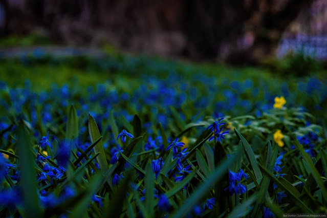 Синие цветочки на полянке вперемешку с желтыми