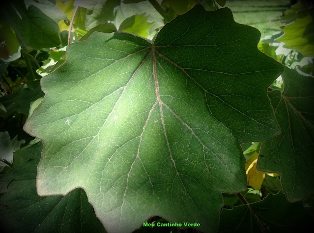 Folhas do Senecio petasites