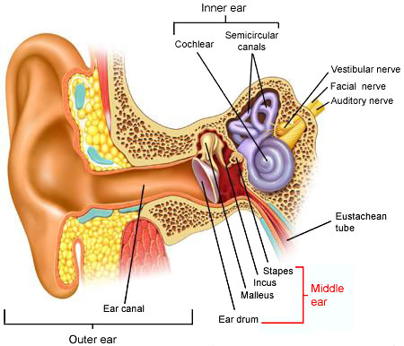 Ear Myoclonus / Stapedial Muscle Spasm: Ear Myoclonus Info