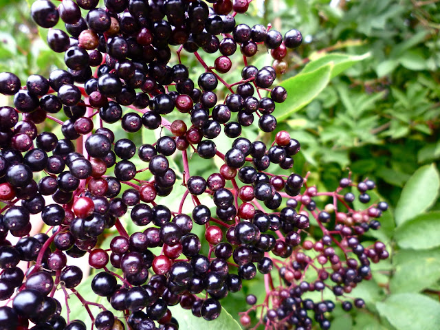 elderberries via lovebirds vintage