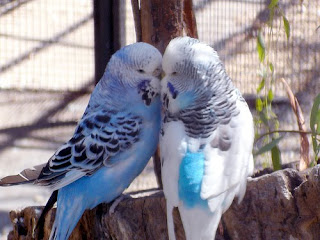 love-birds Wallpaper