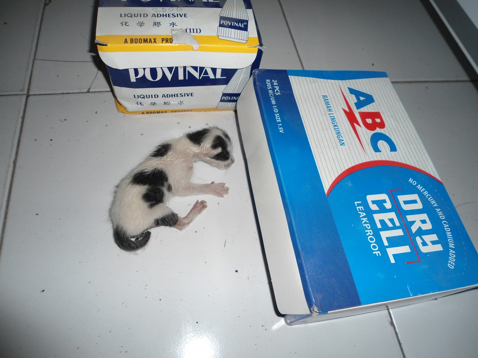 PINRANG BERSERI KUCING GARONG