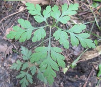 Unbekanntes Waldkraut Detail