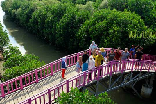 Tiket Masuk Mangrove Brebes Terbaru Spot Foto Dan Rute
