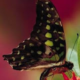 butterflies (64).jpg