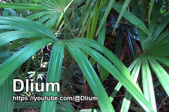 Dlium Broadleaf lady palm (Rhapis excelsa)