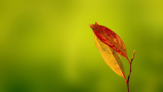 Orange Leaf wallpaper