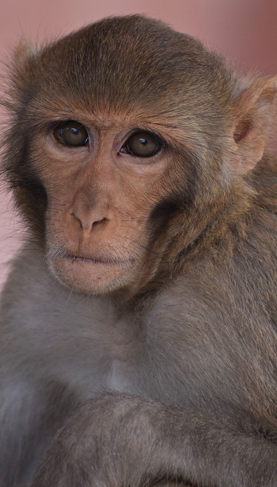 Portrait face of a monkey.