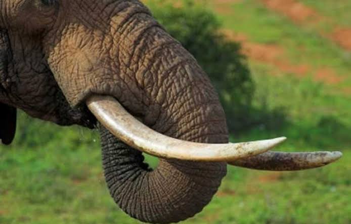  Negara-negara Biang Penjualan Gading Gajah