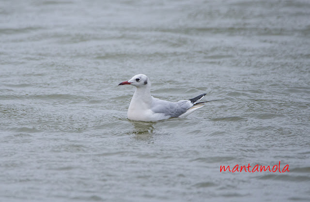 Black-headed Gull