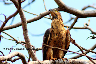 Tadoba National Park Birds