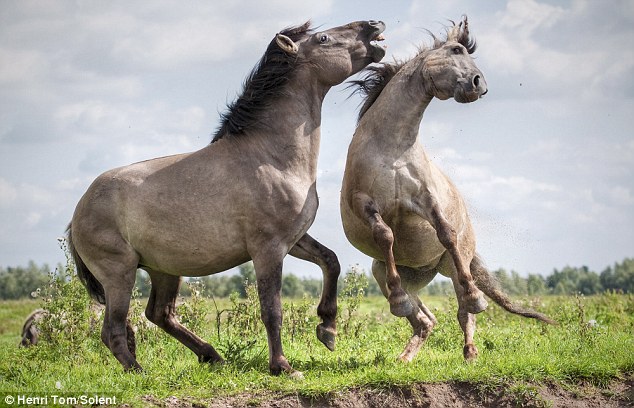 horses mating close up. hair hot horses mating in the