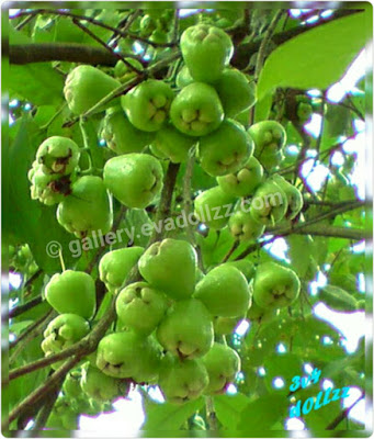 Jambu Air - Rose Apple Fresh Pictures