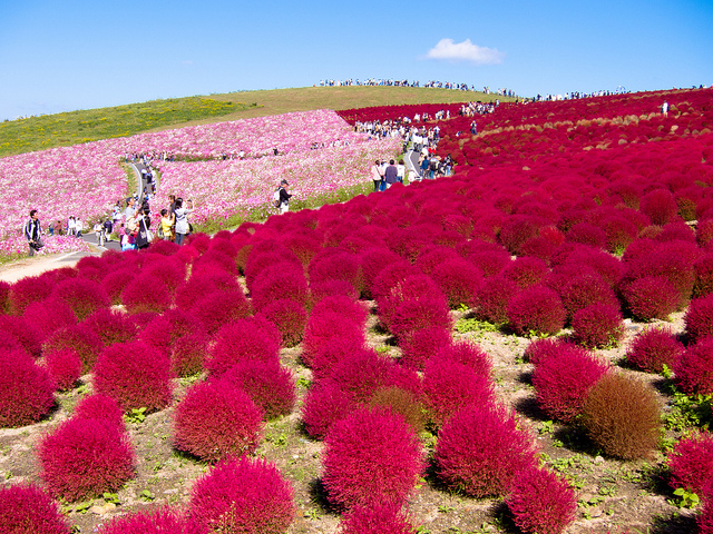 Hitachi Seaside Park