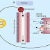 Gout in animal, Gout in Bird, Causes of Gout in animal