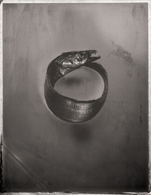 Морская жизнь на черно-белых фотографиях Дэвида Эллингсена