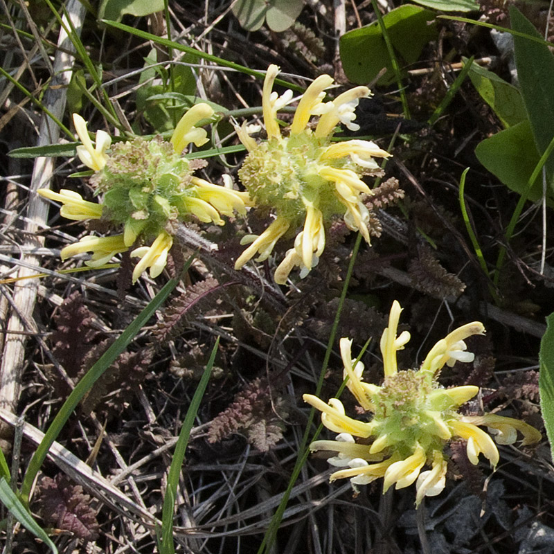 wood betony (Pedicularis canadensis)