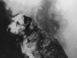 Owney: The Postal Dog Who Traveled the World