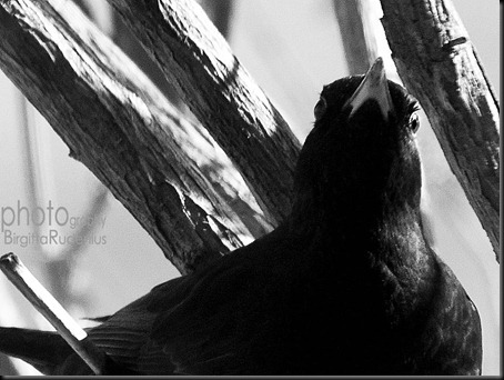 birdBW_20120313_koltrast