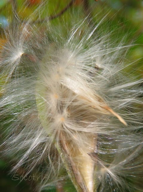 Marsdenia tomentosa