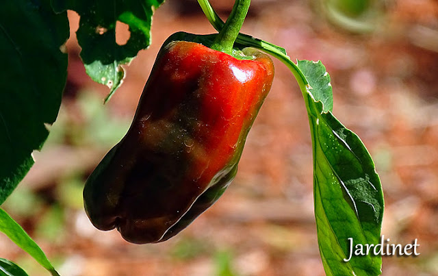 Dicas de cultivo da pimenta padron