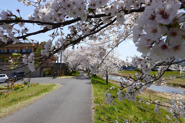 法勝寺川桜並木道　ソメイヨシノ桜