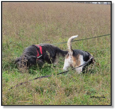 Hunde haben die besseren Nasen, Nasenarbeit beim Hund