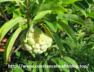 custard apples leaf