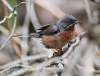 Curruca carrasqueña​ (Sylvia cantillans)