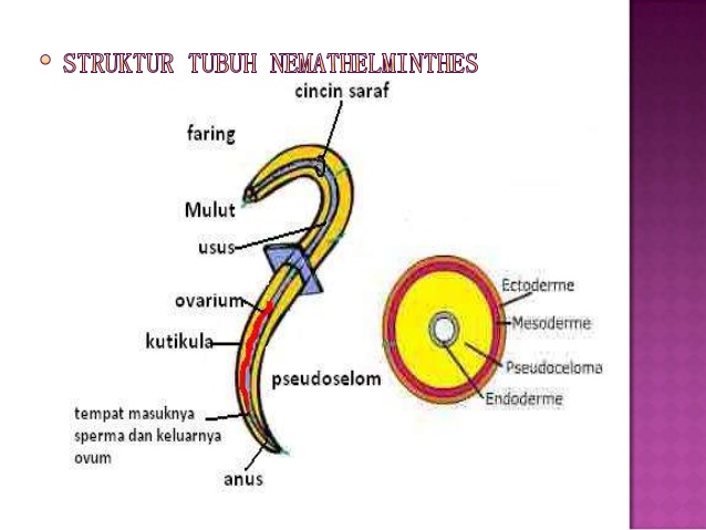 Pengertian Ciri dan Klasifikasi Nemathelminthes  Ilmu 