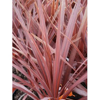 Cordyline Australis Red Star