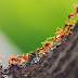 A hierarquia das formigas e sua diversidade de espécies