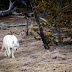 Ofrecen recompensa por malnacido que baleó a loba blanca en Yellowstone