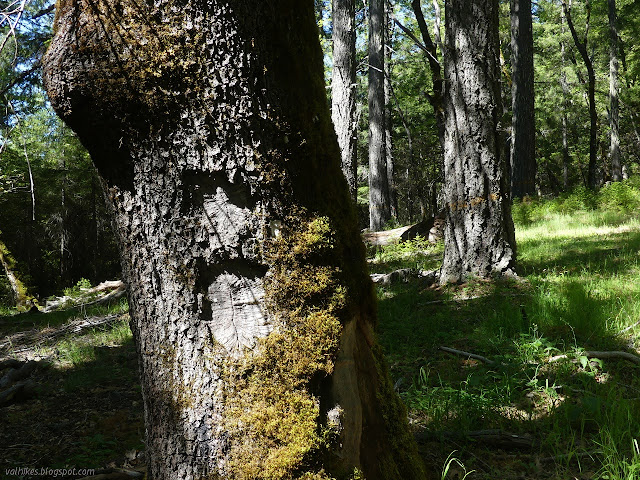 trail sign in an oak