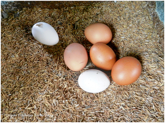 Huevos de gallina - Chacra Educativa Santa Lucía