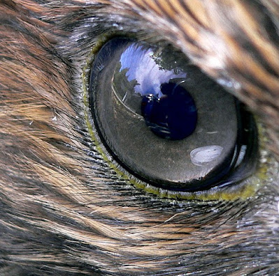 Have you ever marveled at the sharp gaze of a hawk as it soars effortlessly through the sky, spotting prey from immense distances? These majestic raptors possess a remarkable superpower that has fascinated researchers for centuries - incredibly powerful and precise vision. Hawk eyes are capable of capturing intricate details and detecting faint movements that go unnoticed by our own eyes, unlocking a world of possibilities for understanding the incredible complexity of the natural world. This article delves into the astonishing power of hawk eyes and the ways in which scientists are studying this remarkable precision to unravel the secrets hidden within nature's design