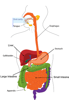 Digestive-System,anatomy-of-digestive-system,organs-of-digestive-system