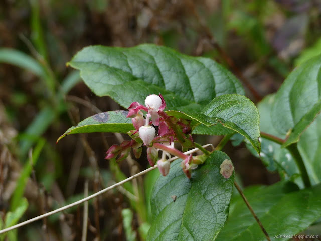 hanging pink bells