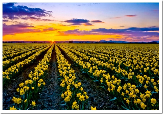 tulips