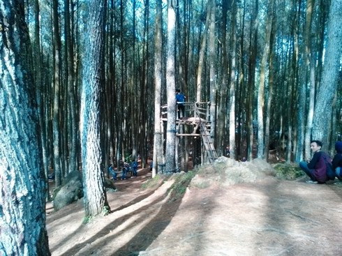 Wisata Alam Hutan Pinus Mangunan Imogiri