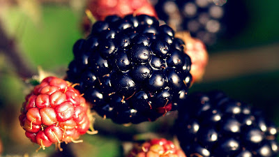  Blackberry ialah salah satu jenis buah Nih Gambar Wallpaper Buah Blackberry