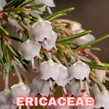 Ericaceae