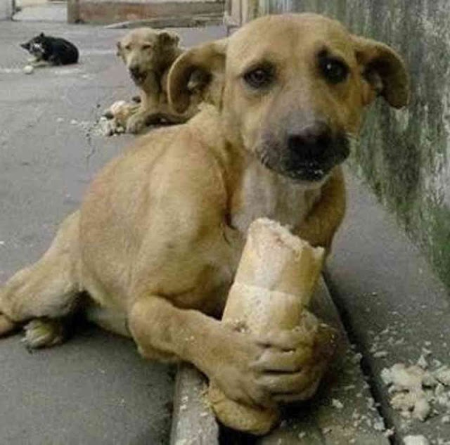 Animais morrem de fome e sede durante  a quarentena nas cidades