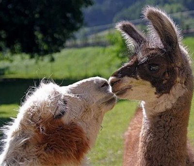Download Funny Llamas Nice Photos | All Funny