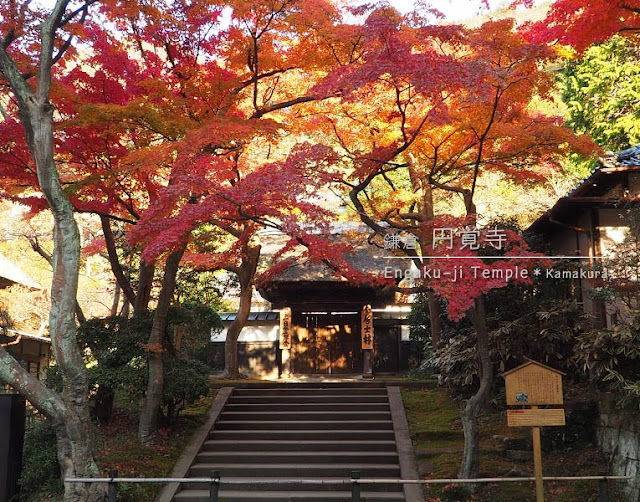 円覚寺･居士林の紅葉：