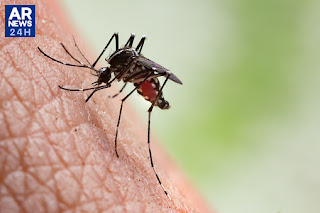 zika aedes